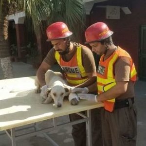 Animal Rescue by The Rescue 1122