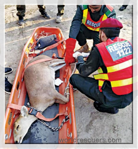 Rescue 1122 staff caught a rare Indian wild deer