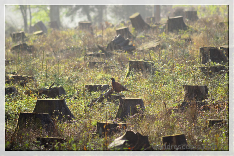 Deforestation Causes Climate Change